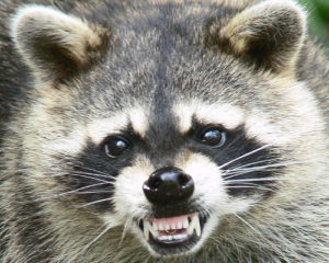 raccoon removal NJ Attic